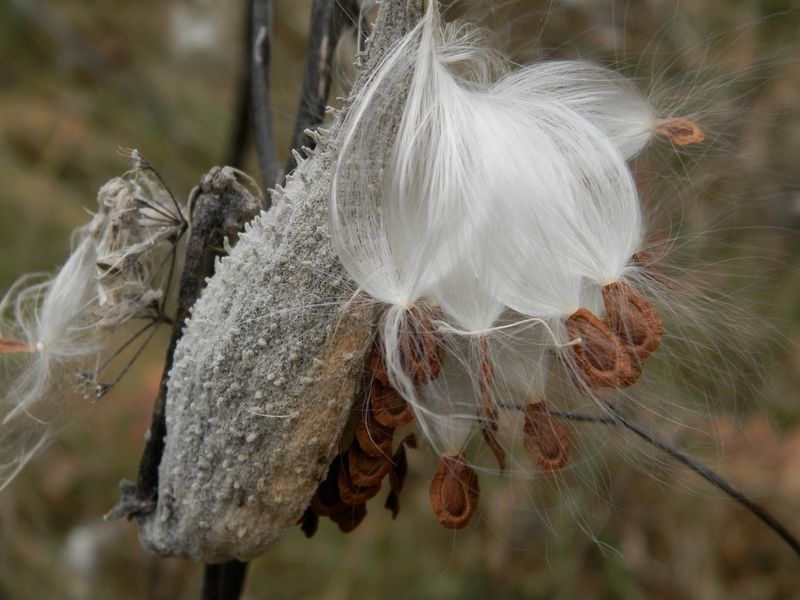 Milkweed
