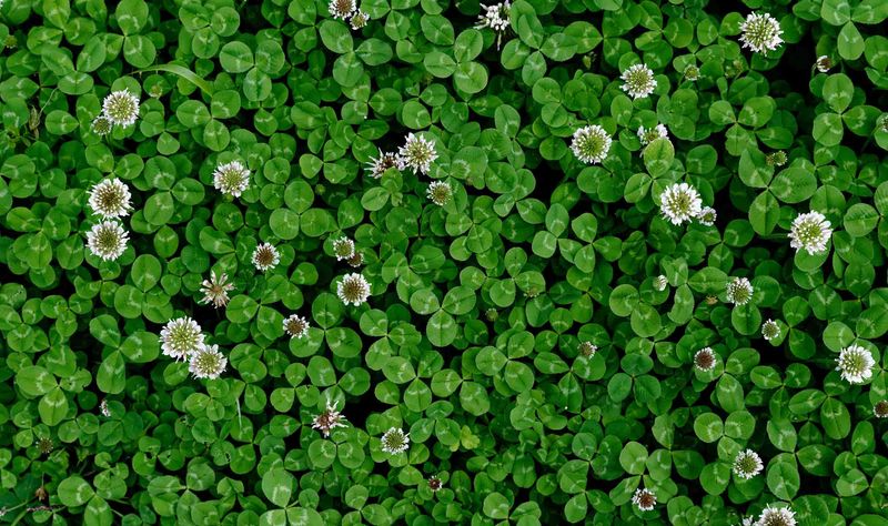 White clover spreads across more than one season