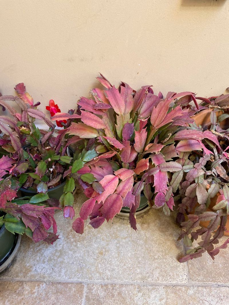 Read pale or reddish segments alongside the plant’s light exposure