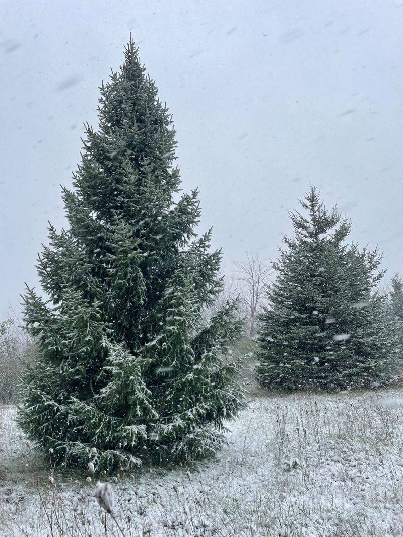 Spruce (Picea spp.)