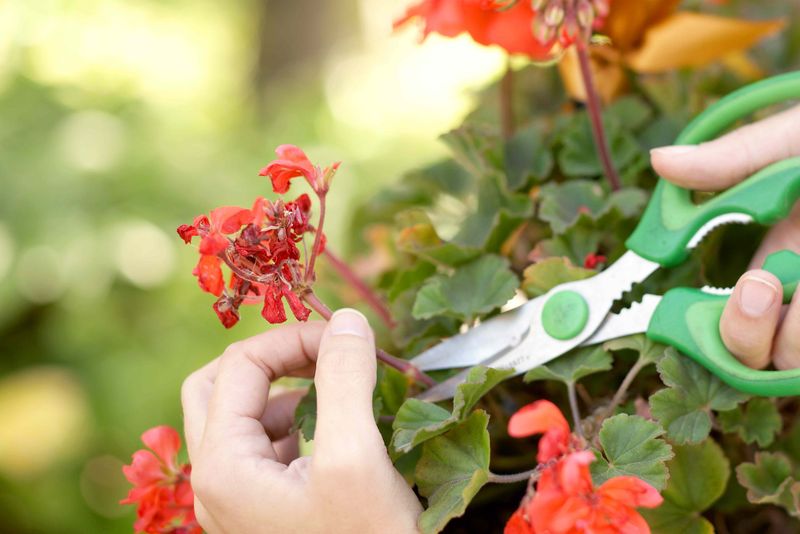 Never Fail Tip: Deadhead Regularly to Trigger New Blooms