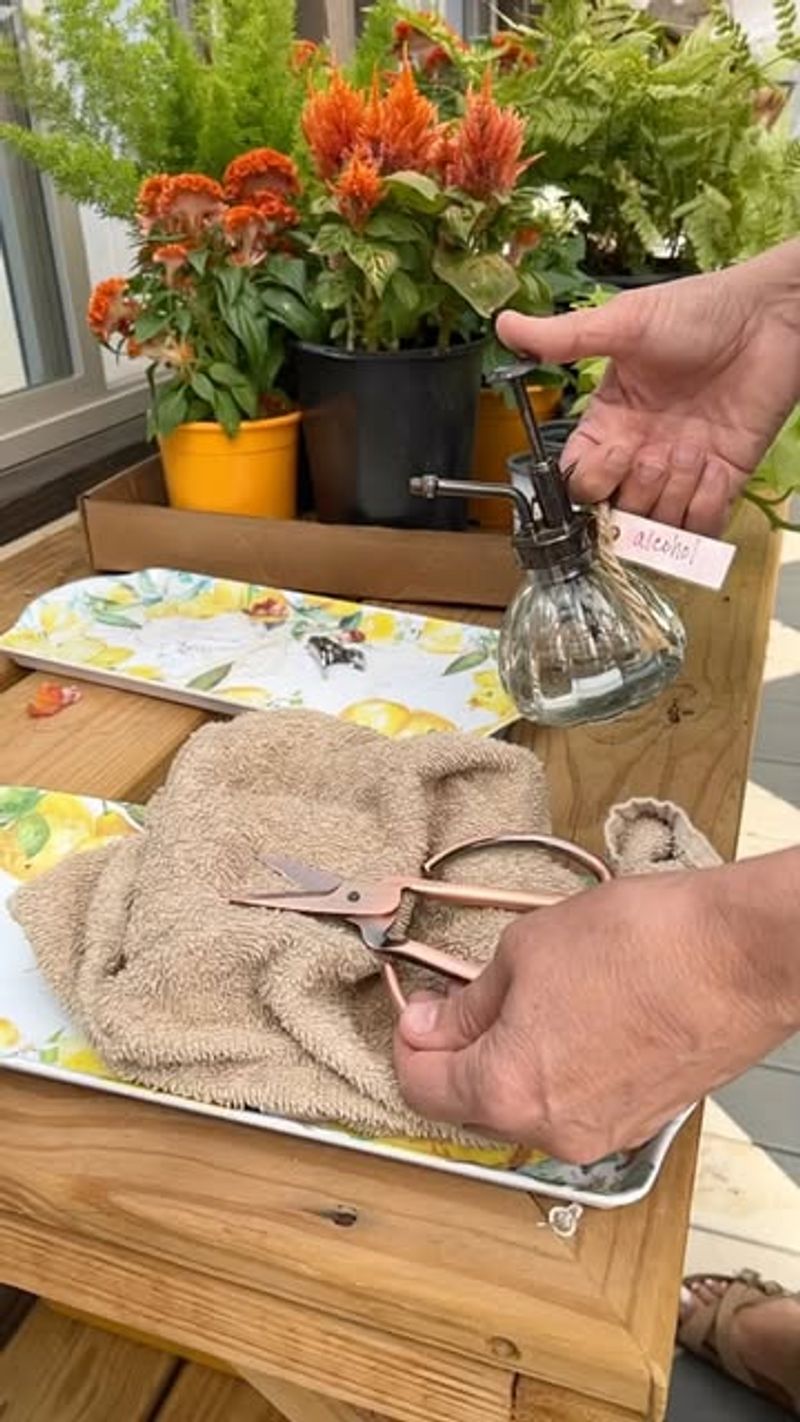 Rinse and sanitize your pruners between plants