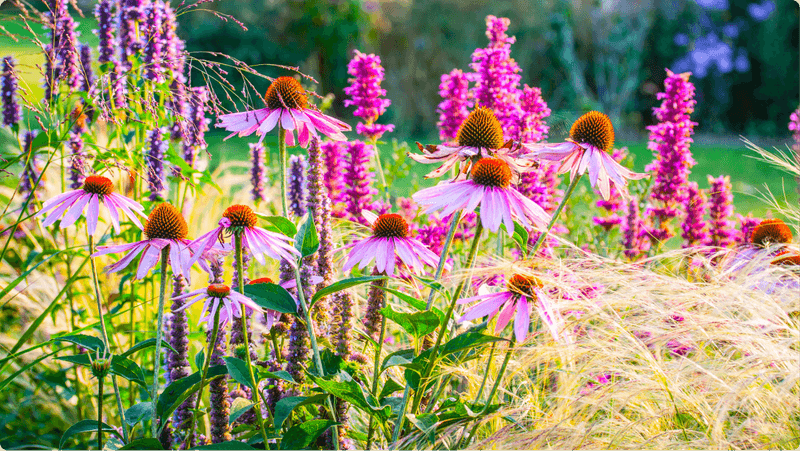Purple Coneflower and Tickseed Combo