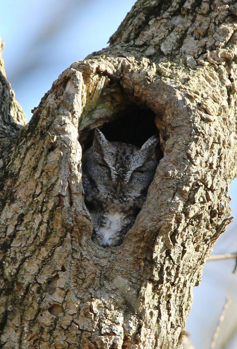 A daytime roost reveals a usable yard, not a diagnosis