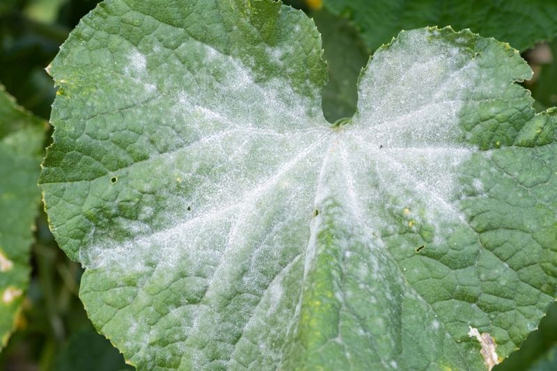 Disease sanitation remains a targeted exception