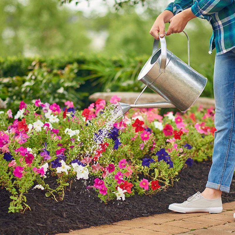 Fertilize Regularly with Bloom-Boosting Formula