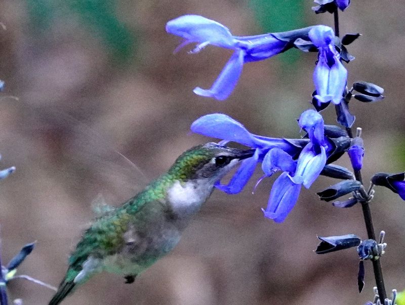 Salvia