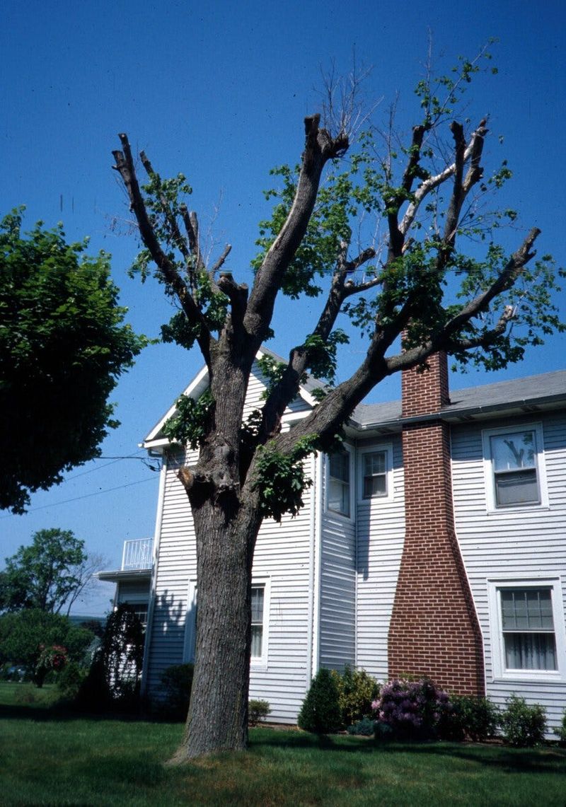 Never injure a tree to force new growth