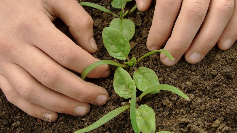 Sow shallowly and thin plants for steady growth