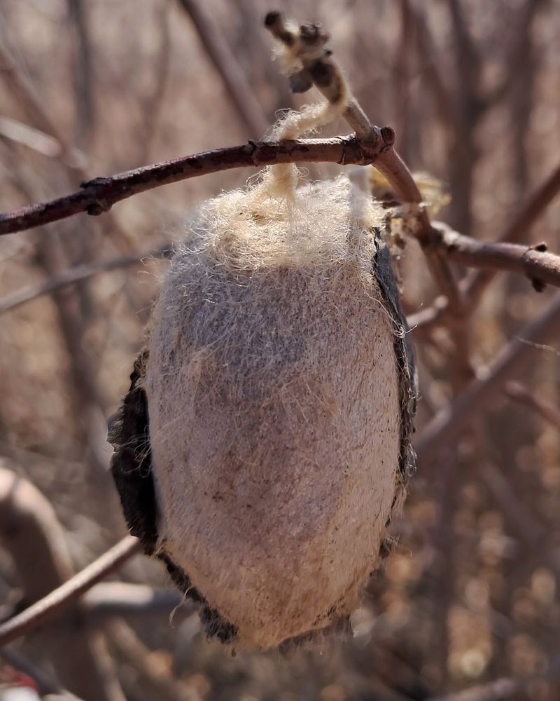 What does a cocoon actually prove?
