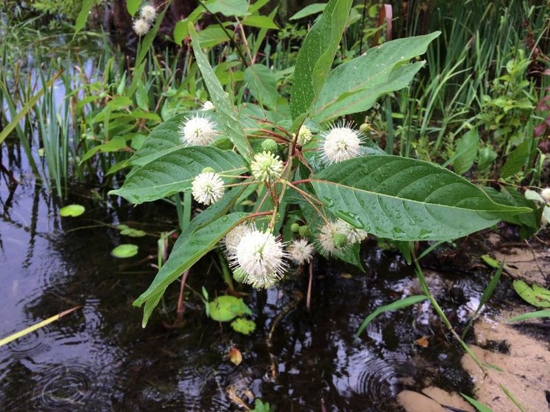 Buttonbush (Cephalanthus occidentalis)