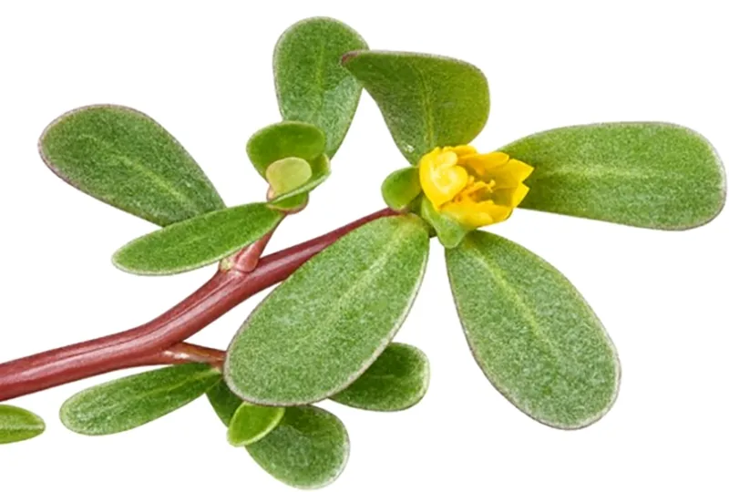 What the spinach comparison actually measured