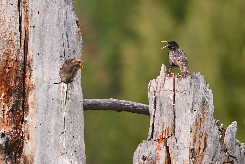 An empty cavity can still support a busy snag