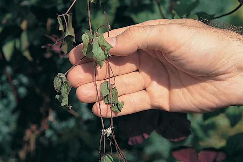 Address Clematis Wilt Promptly