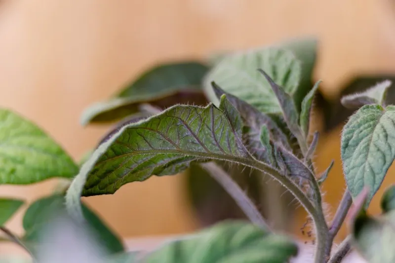 Phosphorus Deficiency