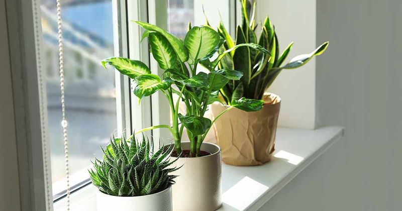 The right window depends on the plant and the room