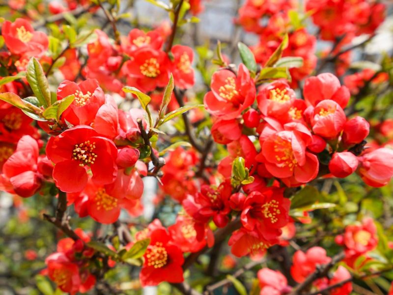 Flowering Quince (Chaenomeles)