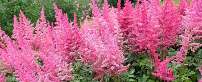 Astilbe