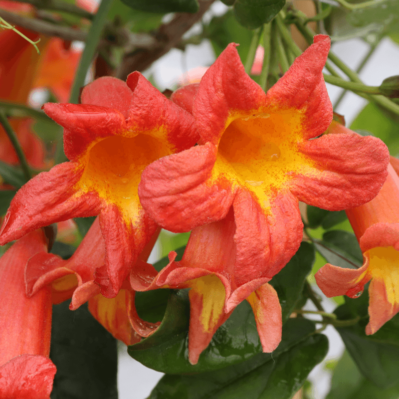 Crossvine (Bignonia capreolata)