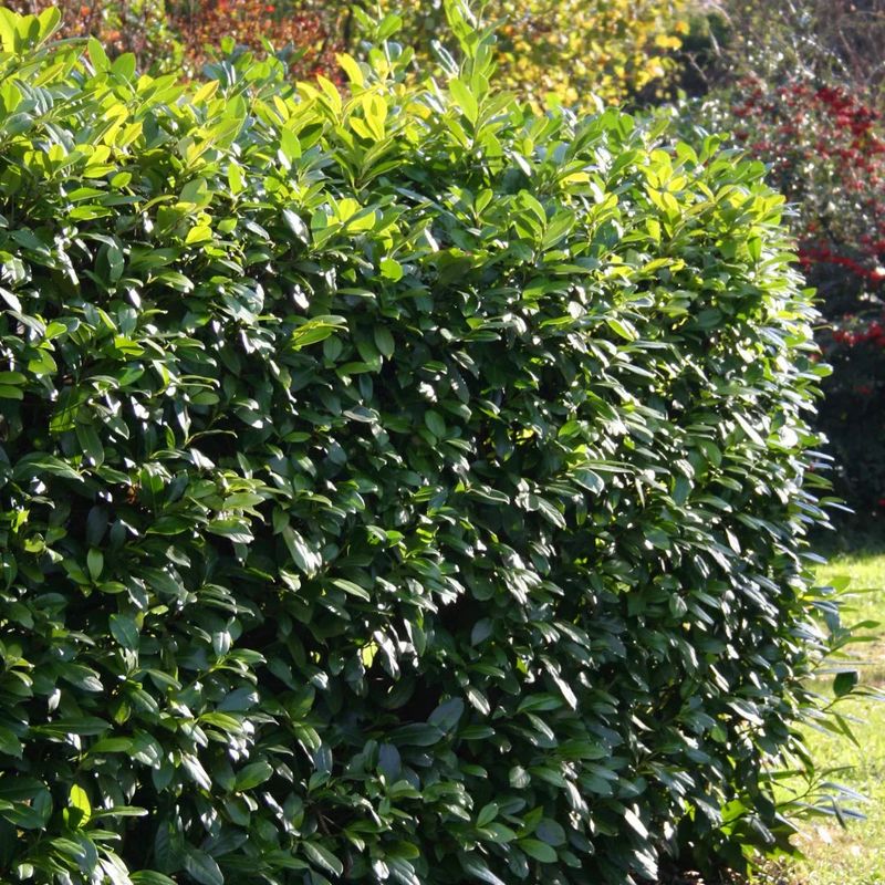 Carolina Cherry Laurel