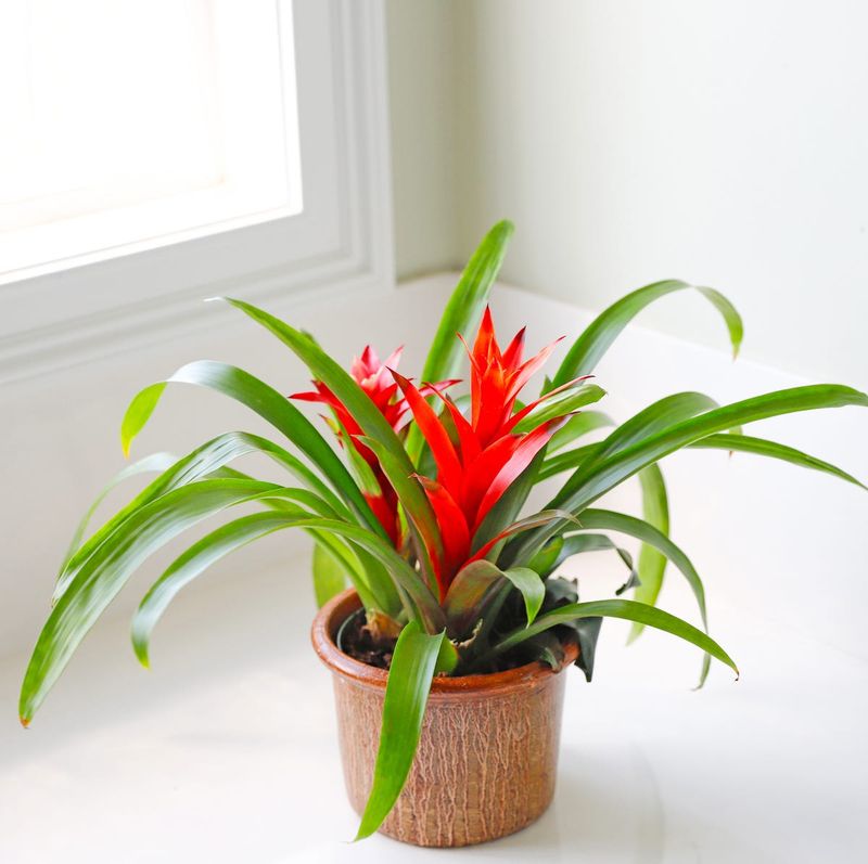 Bromeliad