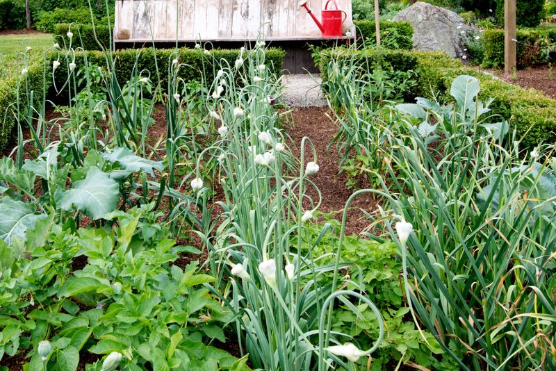 Garlic