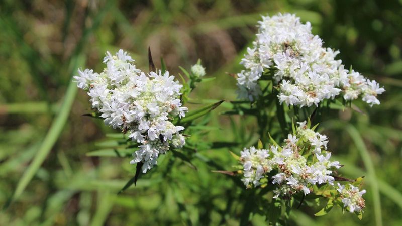 Choose the species that fits your North Carolina region