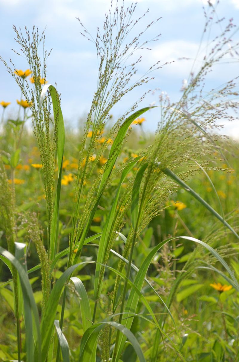 Switchgrass (Panicum virgatum)