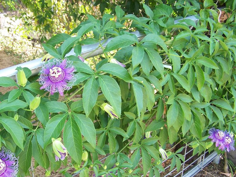 Purple Passionflower (Passiflora incarnata)