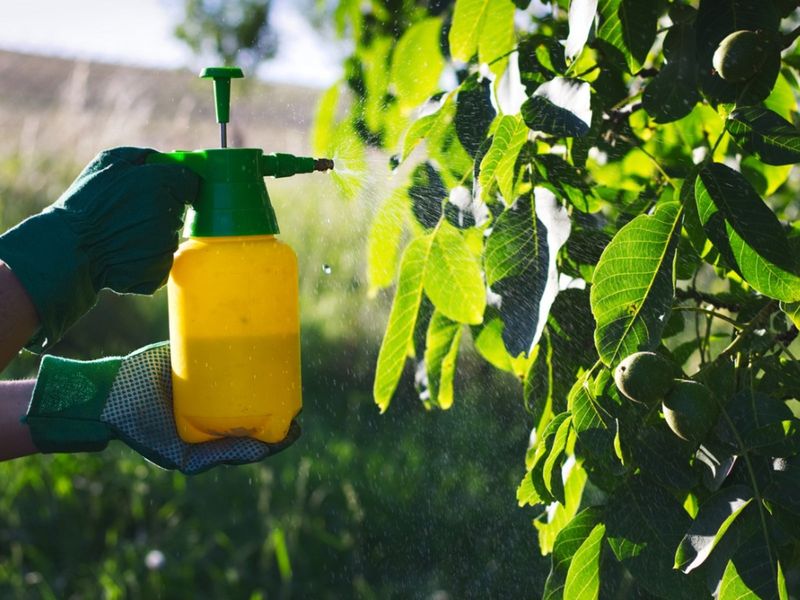 Spray A Foliar Feed On Cool Mornings