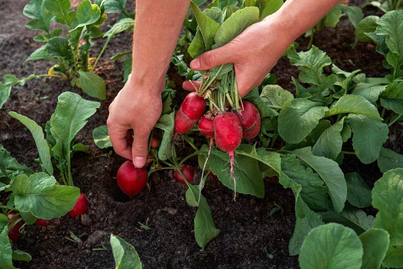 Harvest spring radishes before quality declines
