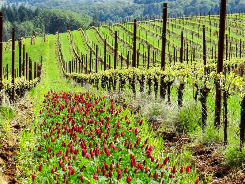 Treat a fall stand as one step in long-term soil care