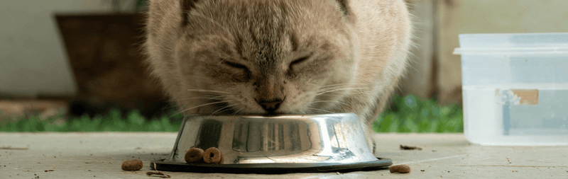 Outdoor Pet Food