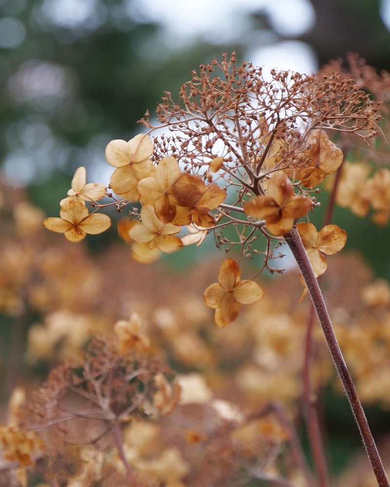 Leave Most Spent Flower Heads in Place