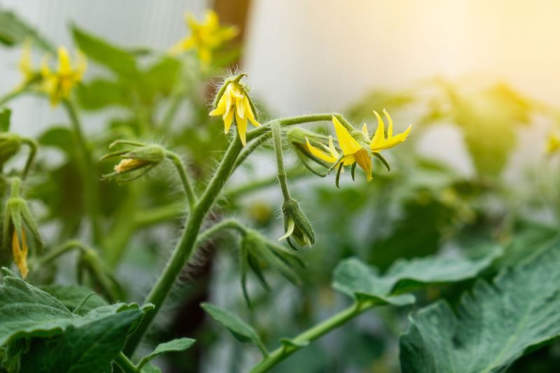 Moisture swings matter most when tomatoes are forming fruit