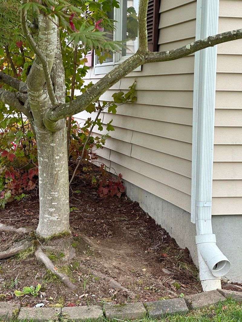 Planting Too Close to the Foundation