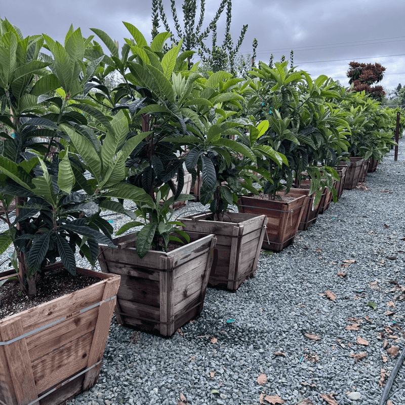 A sheltered, healthy tree starts with its planting site