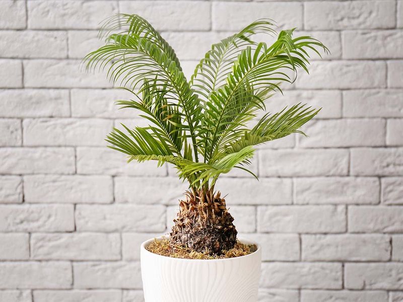 Sago Palm