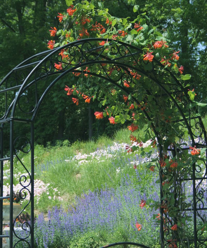 Plan for a long, twining vine