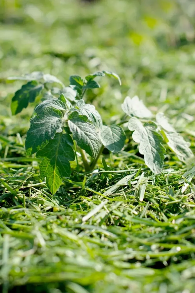 Mulch With Grass Clippings for a Gentle Nitrogen Trickle