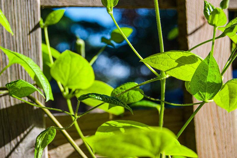 Use realistic timing for a fall bean crop