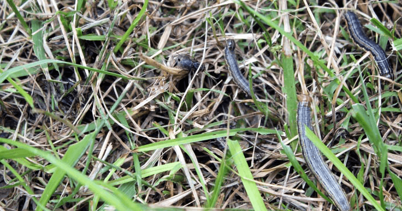 Waving or Crawling Grass