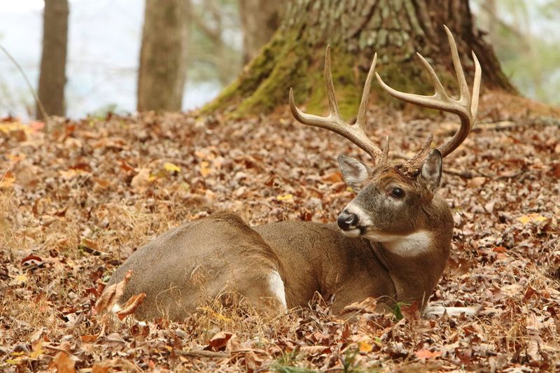 A Deer Bed Is Usually a Daytime Refuge, Not a Message