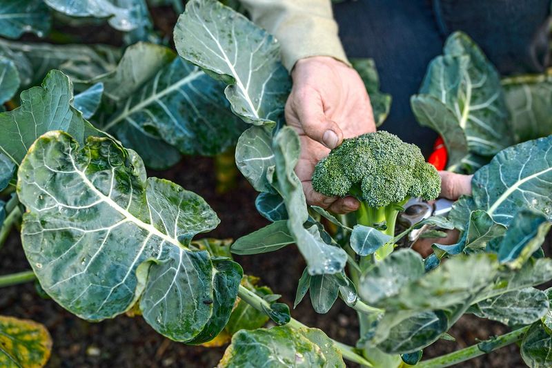 Big blue-green leaves do not diagnose the problem