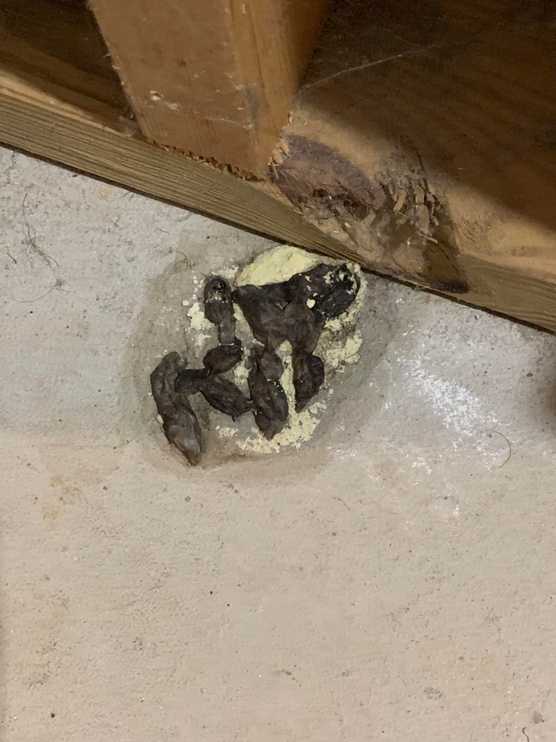 Snake Droppings