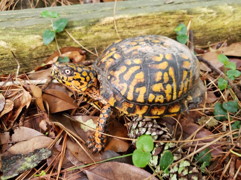 Make Room for Box Turtles With Brush Piles and Native Food
