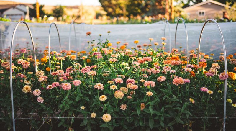 Planting Zinnias Too Close Together