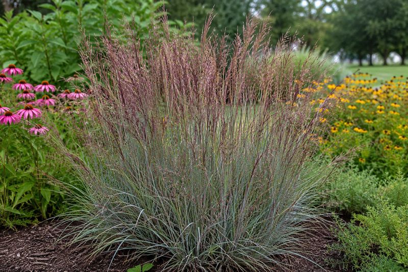 Little Bluestem and Native Grasses (Schizachyrium scoparium)