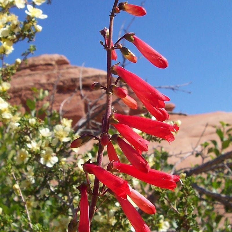 Firecracker Penstemon