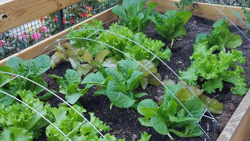 Loose-Leaf Lettuce